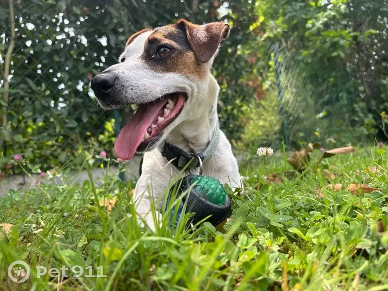 Chien perdu D4 Parennes, tache marron œil - photo