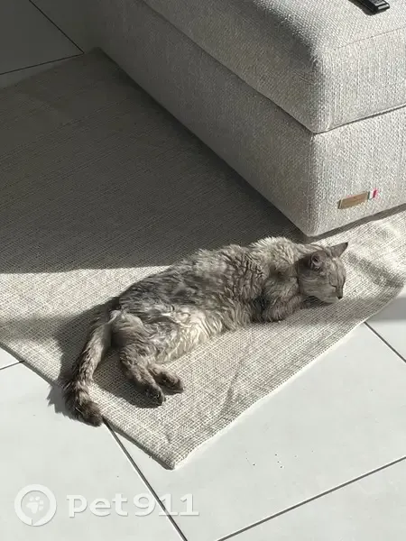 Chatte âgée sourde perdue à Maisdon - photo