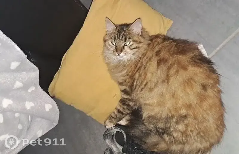 Chatte norvégienne perdue près de Cognac - photo
