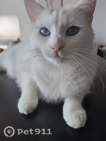 Chatte blanche perdue, yeux bleus, Roubaix - photo