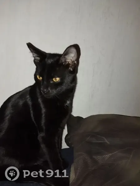 Chat perdu : jeune noir tacheté, Lyon - photo