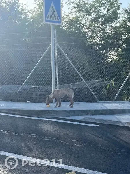 Chien errant repéré au Lamentin - photo
