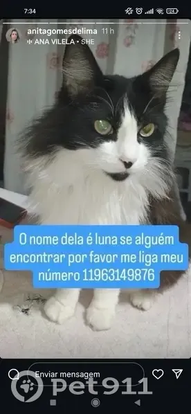 Gato desaparecido - photo