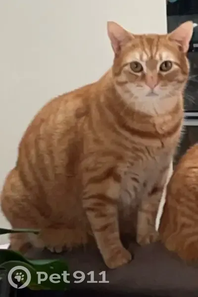 Chat roux perdu à La Pergellerie - photo