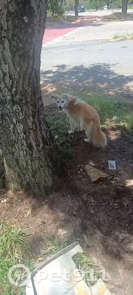Cachorro encontrado (brf001790) - photo