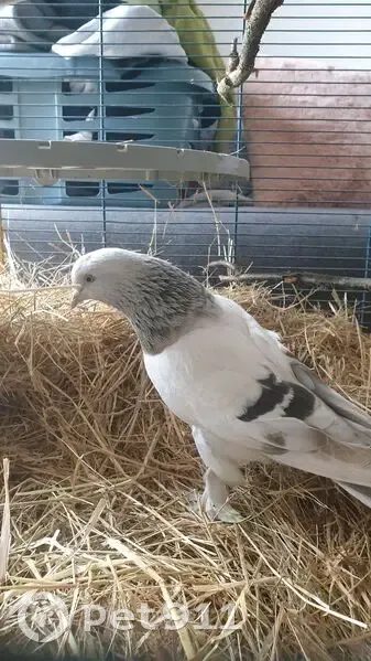 Oiseau perdu à Chambles, aime fruits sucrés - photo