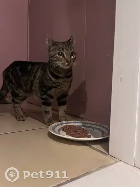 Chatte tigrée trouvée à Bègles - photo