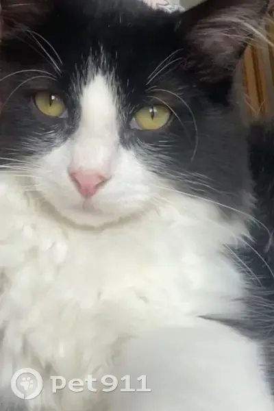 Chat Européen noir et blanc perdu à Achères - photo