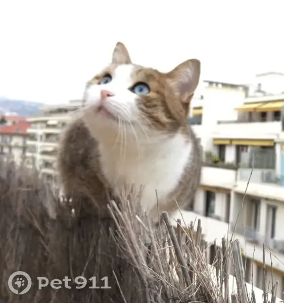 Chat tigré perdu, yeux bleus, Nice - photo