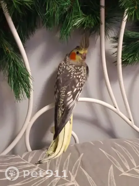 Ave Rescatada: No Come Tras Volar de Noche - photo