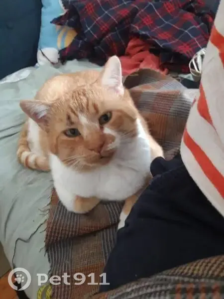 Chat mâle perdu à Laval, gros gabarit - photo
