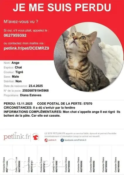 Chaton tigré 6 mois perdu, boitant, Metz - photo