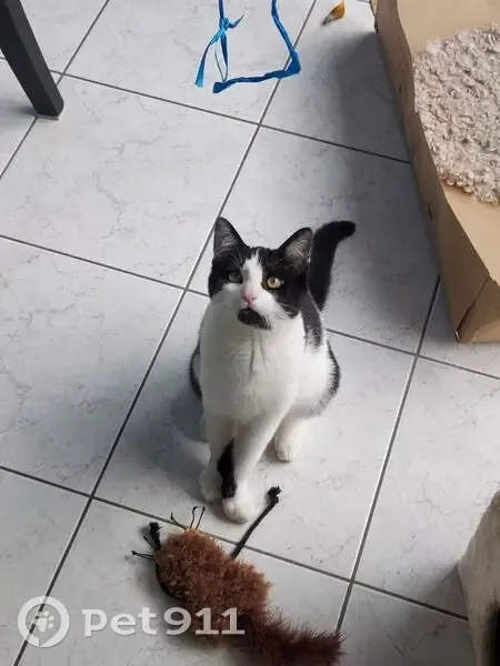 Chaton perdu à Mouvaux : Aston, 6 mois - photo