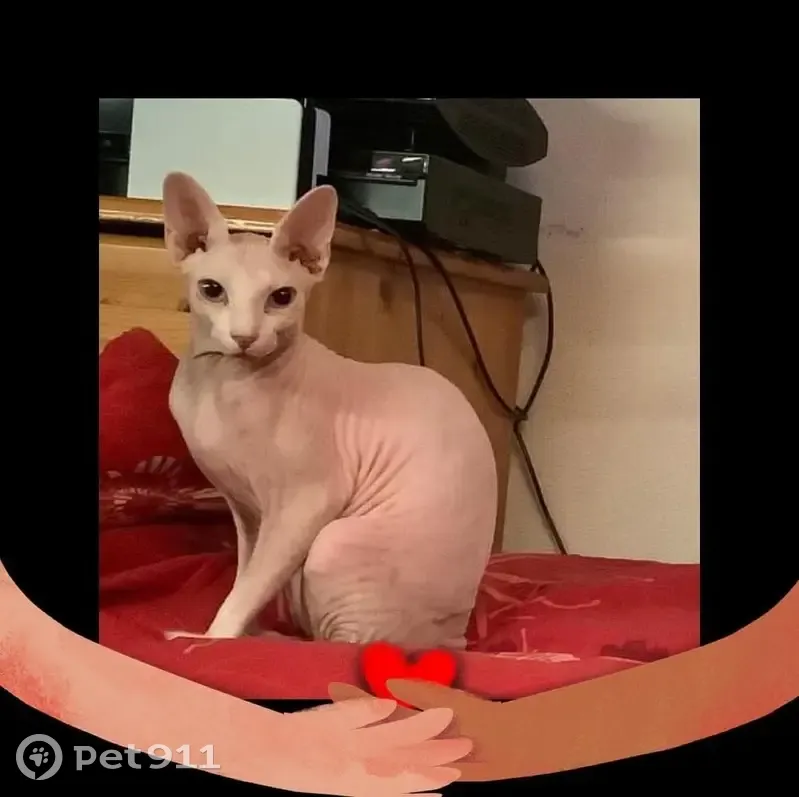 Chat sphynx perdu à Sciez sur Léman - photo