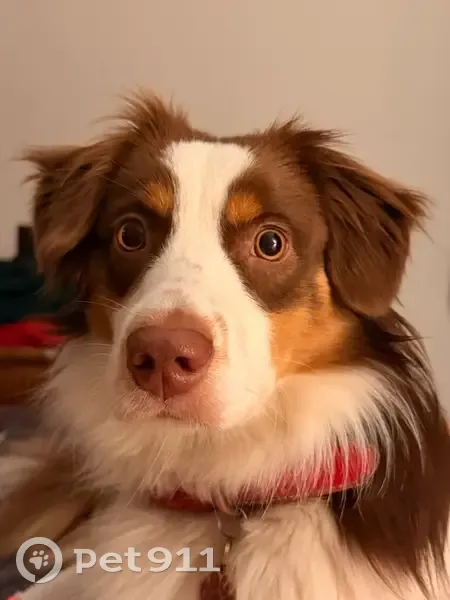 Chien perdu : Vanille, berger américain, Paris - photo