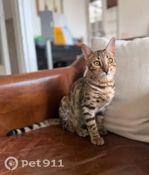 Chatte marron tachetée perdue à Ennetières - photo