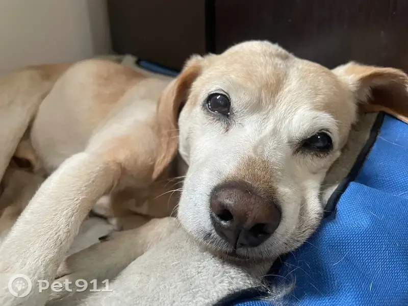 Perro Amarillo Perdido en Calle 11A, Bogotá - photo