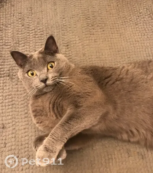 Chat perdu : Loulou, craintif à Courbevoie - photo