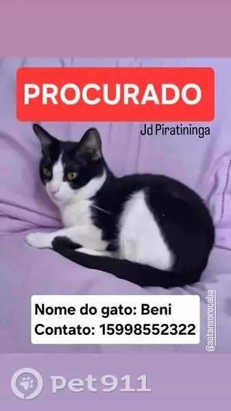 Gato desaparecido Macho (brl001797) - photo