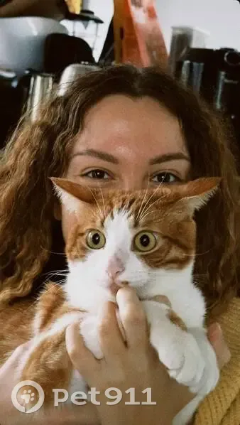 Зникла рудо-біла кішка на Калиниченка - photo