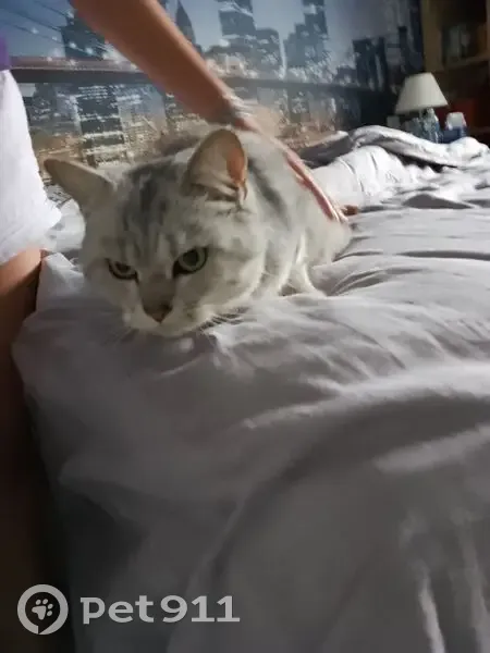 Chat perdu : Simba, tigré blanc/gris, Liffré - photo