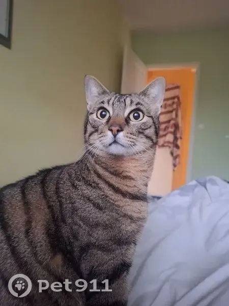 Chat gris tigre perdu Fay-aux-Loges - photo
