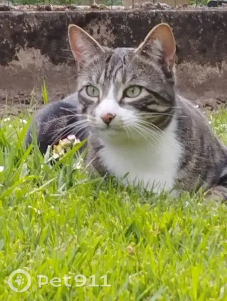 Chat perdu : Grand gris tigré à Pontault - photo