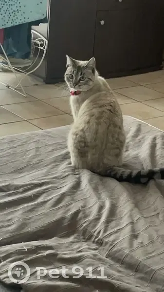 Chatte tigrée perdue à Pessac - photo