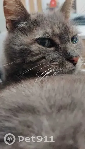 Chat gris perdu à Guignen, 15 ans, affectueux - photo