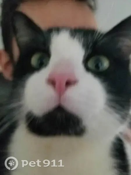 Chat perdu : noir/blanc, queue courte, Issoire - photo