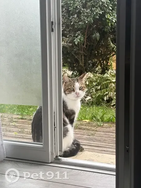 Chat perdu: blanc tacheté, peureux, Bordeaux - photo