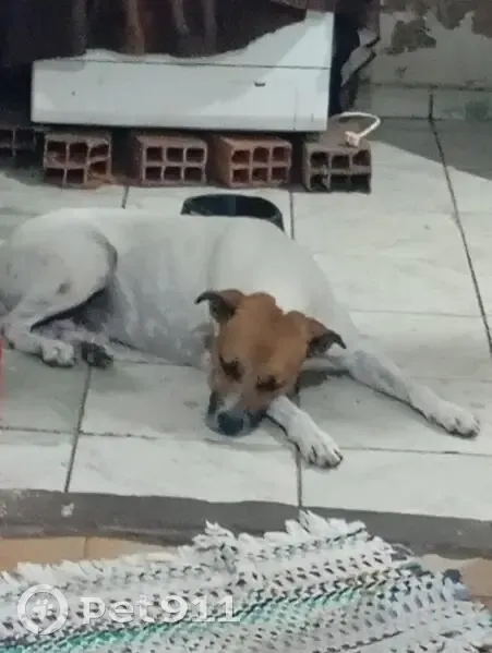 Cachorro perdido Macho (brl001798) - photo