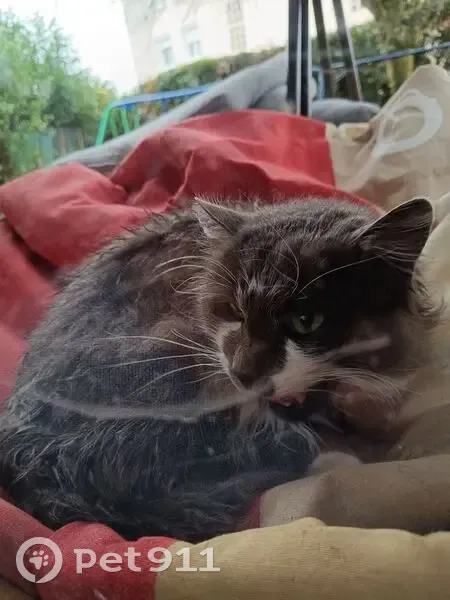 Chat gris-blanc trouvé à Oyonnax - photo