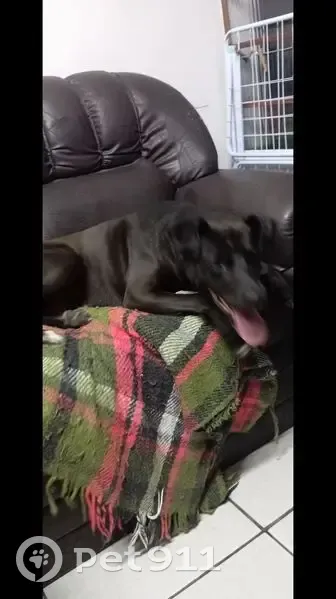 Cachorro encontrado - photo