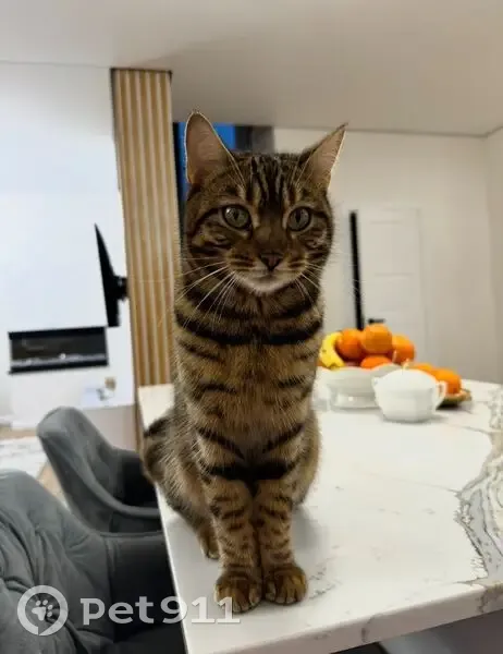 Зникла Бенгальська кішка, Маневичі, знайдіть! - photo