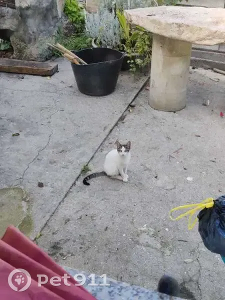 ¡Gata Cariñosa Perdida en Ribeira! - photo
