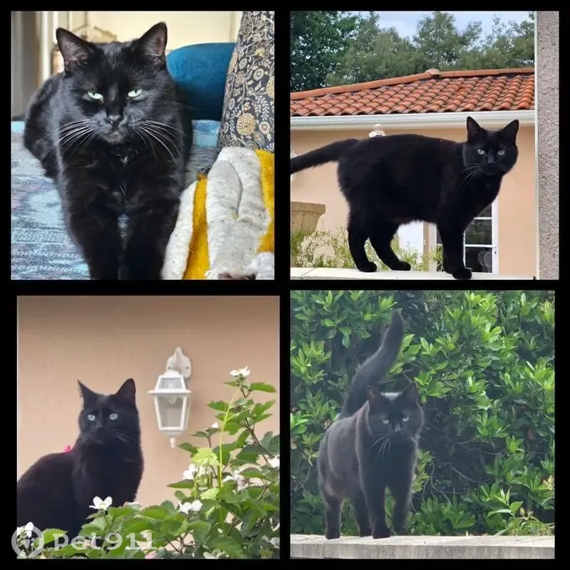 Chatte noire perdue, yeux verts, queue cassée - photo
