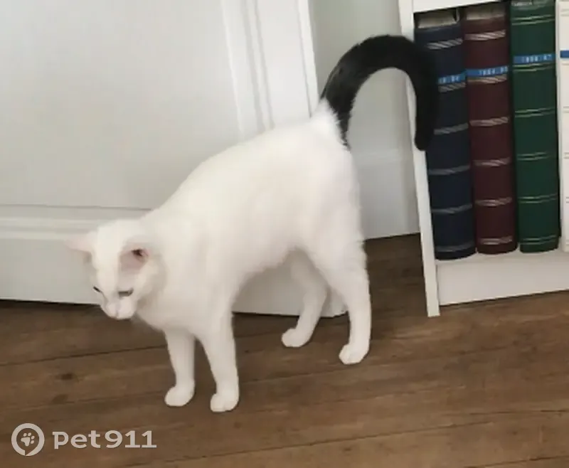 Chat perdu : Flocon, pelage blanc et queue noire - photo