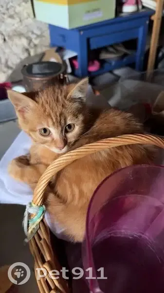 Chaton roux craintif perdu à Romainville - photo