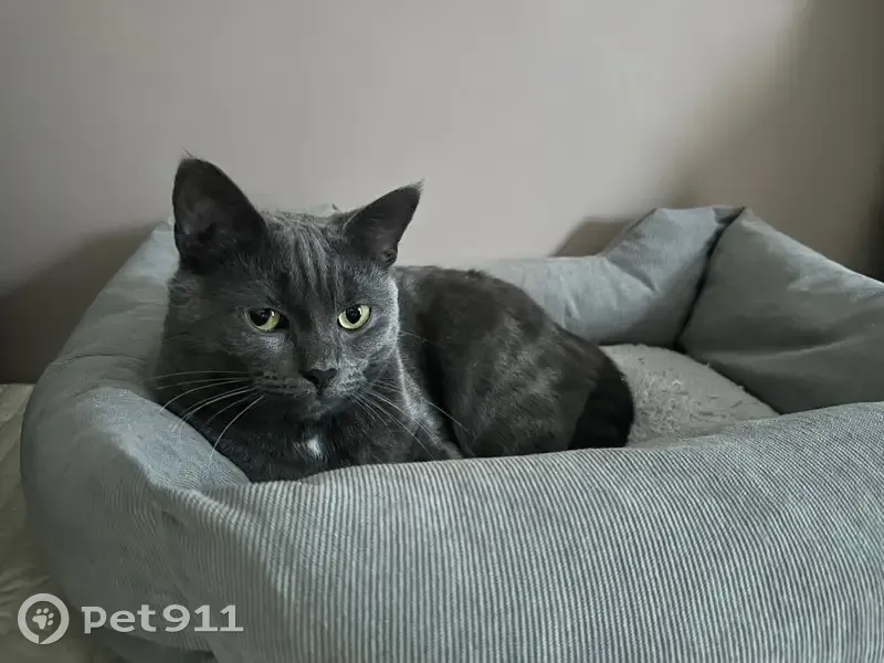 Chat perdu Gris, tache blanche, Paris 9 - photo