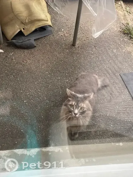 Chat perdu câlin avec collier gris Houdain - photo