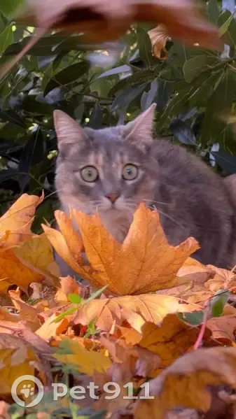 Chatte perdue: Willow, grise tachetée - photo