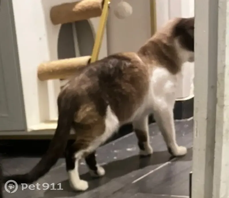 Chat perdu, noir et blanc, yeux bleus, Bezons - photo
