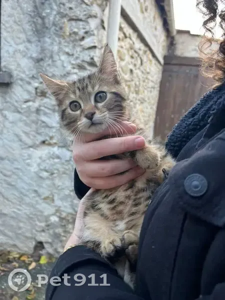 Chat trouvé, Avenue Henri Barbusse - photo
