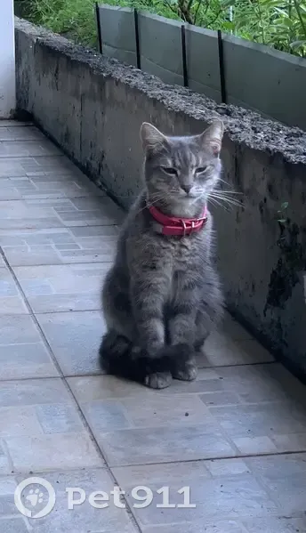 Chatte trouvée avec collier rose à Sainte-Luce - photo