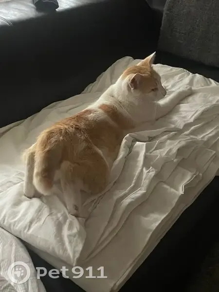 Chat perdu à Mimizan : Buz, blanc et roux - photo