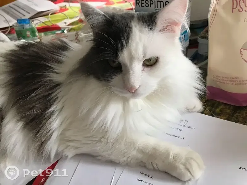 Chat perdu à Narrosse : Bébé blanc et gris - photo