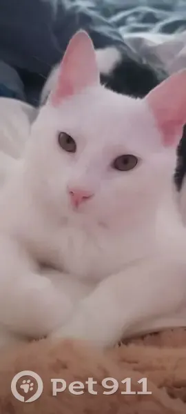 Chat blanc perdu, tâche noire, Pruniers - photo