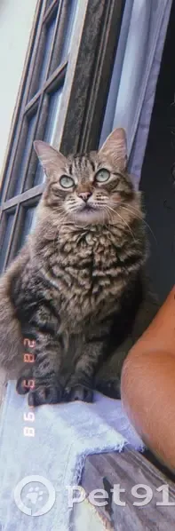 Gato desaparecido - photo