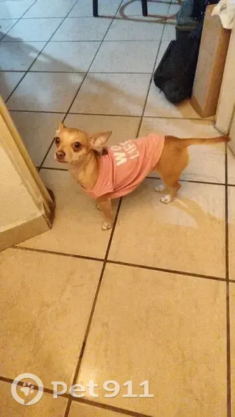 Perro Perdido: 7 Tetillas, Manchas Café - photo